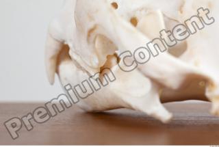 Skull photo reference 0064